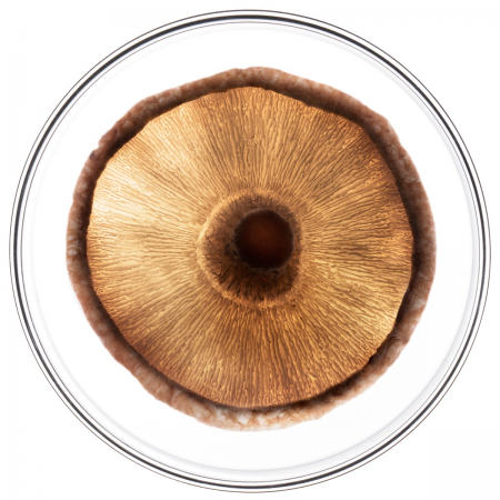 PHYTO PHYTOCYANE MEN TRATAMIENTO ANTICAIDA SEVERA HOMBRE 12 AMPOLLAS 3.5 ML (2 MESES)