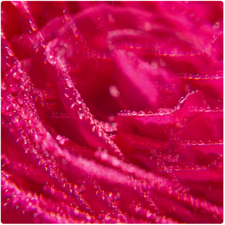 ROGER & GALLET GEL DE DUCHA ROSE 200ML